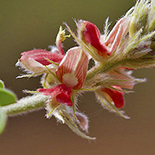 Indigofera melanadena